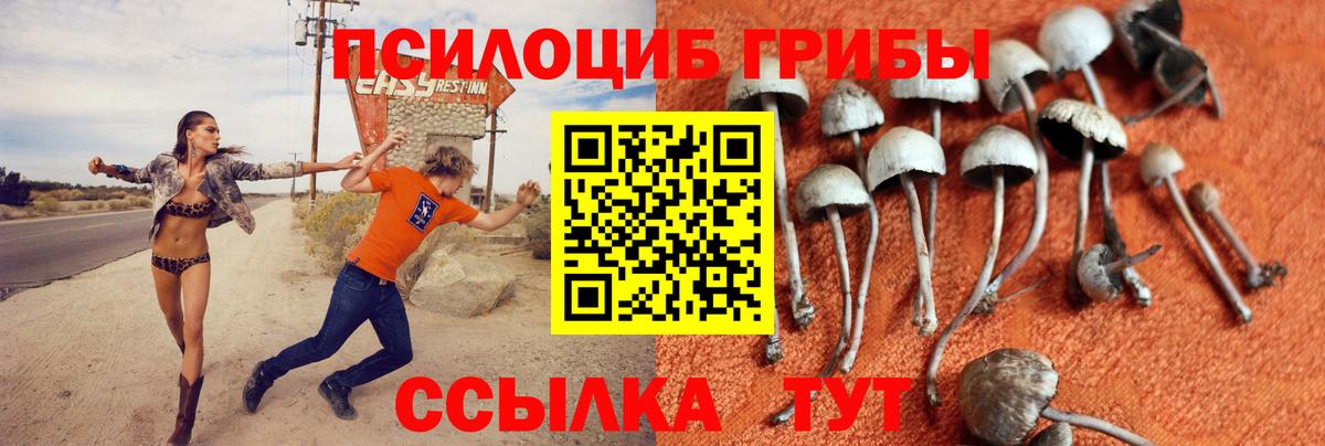 Элиста  Галлюциногенные грибы Cubensis  Вход с VPN  Галлюциногенные грибы Cubensis 